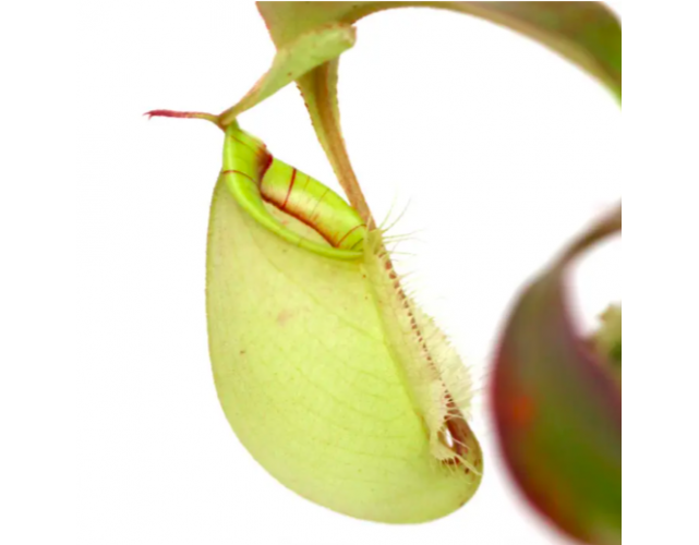 Непентес Ампулярия Зеленая D9 см (лат. Nepenthes Ampullaria green)